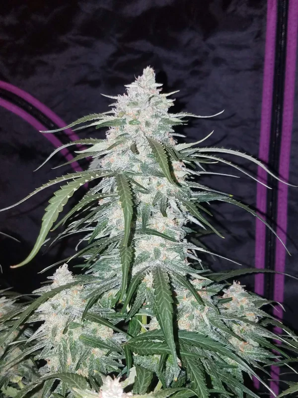Dense Pineapple Express Auto bud with frosty trichomes and bright green leaves, standing tall against a dark grow tent background.