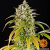 Pineapple Express Auto cannabis plant with dense, frosty buds and lush green leaves under indoor lighting