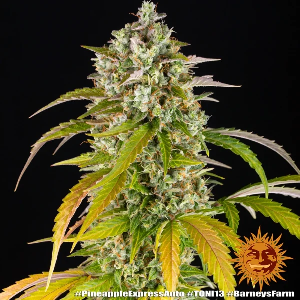 Pineapple Express Auto cannabis plant with dense, frosty buds and lush green leaves under indoor lighting
