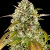Side view of Pineapple Express Auto plant with compact, frosty buds and strong branching structure