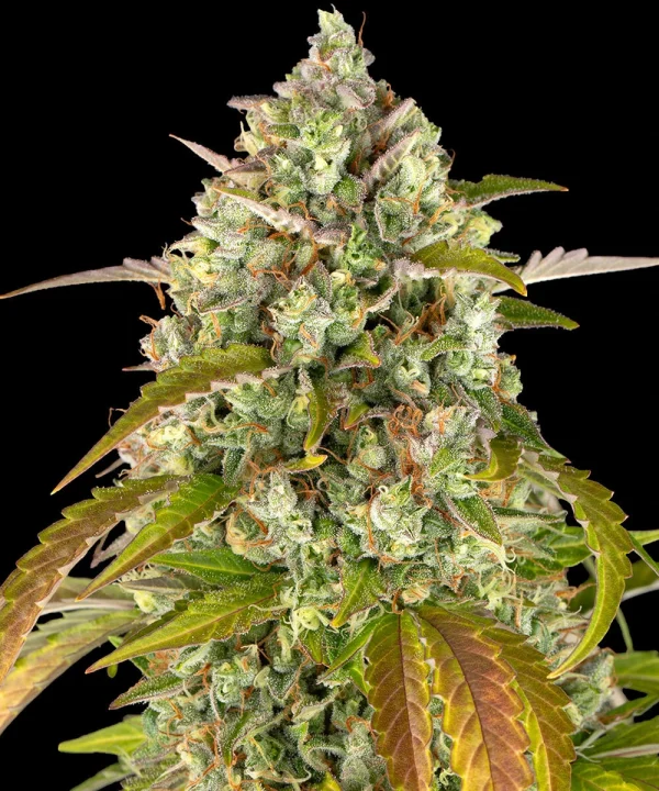 Side view of Pineapple Express Auto plant with compact, frosty buds and strong branching structure