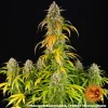 Close-up of Pineapple Express Auto strain showing thick, resinous buds and vibrant green foliage