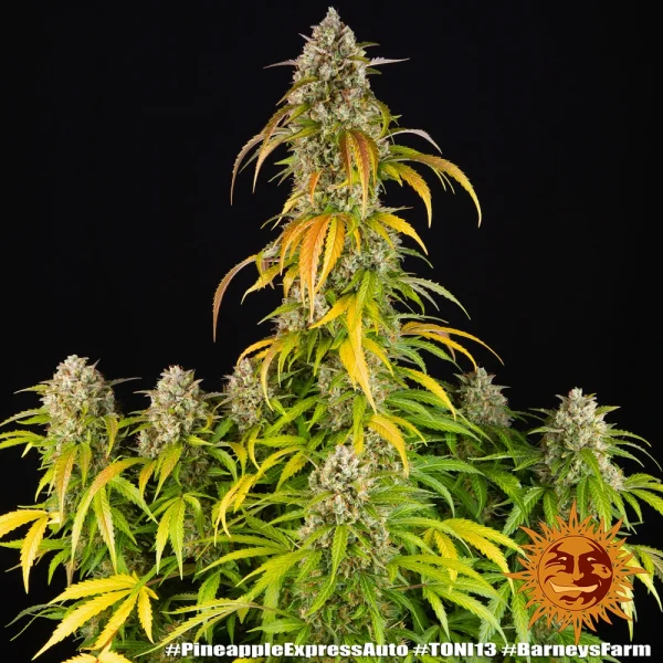 Close-up of Pineapple Express Auto strain showing thick, resinous buds and vibrant green foliage