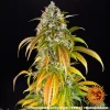 Mature Pineapple Express Auto cannabis plant displaying trichome-covered buds and dark green leaves