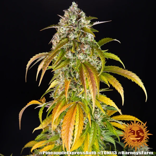 Mature Pineapple Express Auto cannabis plant displaying trichome-covered buds and dark green leaves