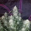 Group of Pineapple Express Auto plants in a grow tent, each with dense buds and frosty trichomes on vibrant green leaves