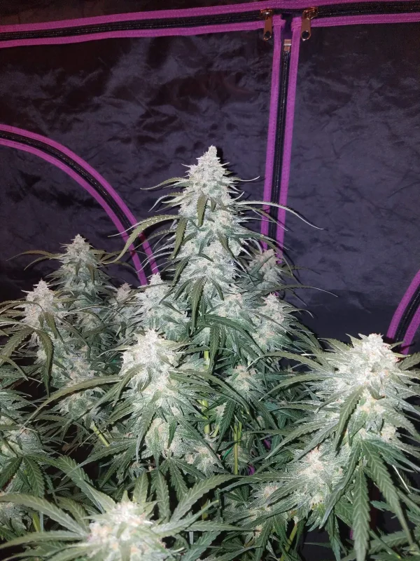 Group of Pineapple Express Auto plants in a grow tent, each with dense buds and frosty trichomes on vibrant green leaves