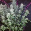 Tall Pineapple Express Auto plant with multiple budding sites, covered in trichomes, inside a grow tent with purple detailing