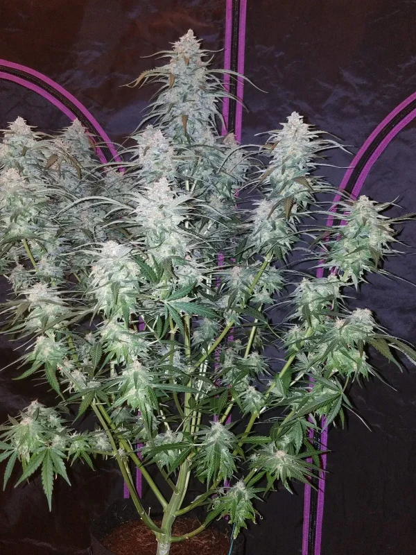 Tall Pineapple Express Auto plant with multiple budding sites, covered in trichomes, inside a grow tent with purple detailing