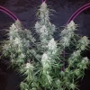 Pineapple Express Auto plant in a pot, showcasing dense, resinous buds and dark green foliage against a black backdrop
