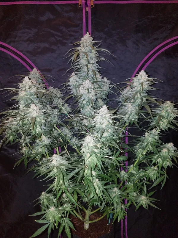 Pineapple Express Auto plant in a pot, showcasing dense, resinous buds and dark green foliage against a black backdrop
