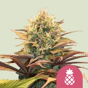 Pineapple Kush Strain bud with tropical hues and rich trichome coating, showcasing vibrant green and orange pistils.