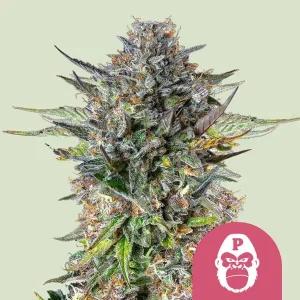 Pink Gorilla Strain bud covered in dense trichomes with hints of pink and purple, displaying a potent resinous structure