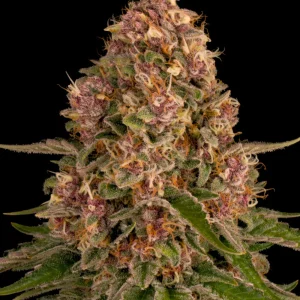 Close-up of a Pink Kush Strain bud covered in trichomes and purple highlights against a black background.