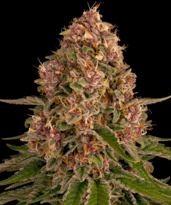 Close-up of a Pink Kush Strain bud covered in trichomes and purple highlights against a black background.