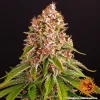 Flowering Pink Kush strain plant displaying resinous buds and broad, healthy foliage.