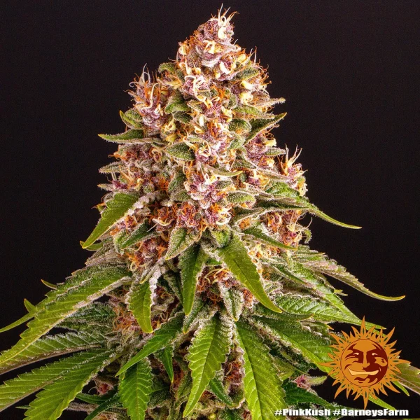 Flowering Pink Kush strain plant displaying resinous buds and broad, healthy foliage.