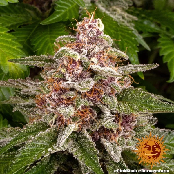 Close-up of Pink Kush strain bud, highlighting its frosty trichomes and rich green leaves.