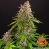 Pink Kush strain showcasing dense, trichome-covered buds with vibrant green hues and pink pistils.