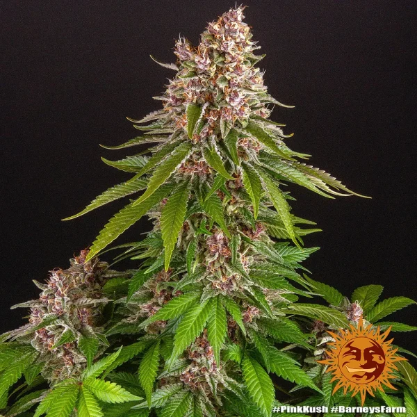 Pink Kush strain showcasing dense, trichome-covered buds with vibrant green hues and pink pistils.