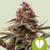 Pink Mist Auto Strain with rich purple tones and dense trichome-covered buds, showcasing its unique coloration.