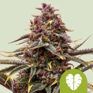 Pink Mist Auto Strain with rich purple tones and dense trichome-covered buds, showcasing its unique coloration.