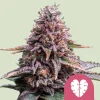 Pink Mist Strain displaying vibrant pink and purple hues, covered in dense trichomes for a frosty appearance.
