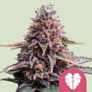 Pink Mist Strain displaying vibrant pink and purple hues, covered in dense trichomes for a frosty appearance.