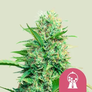 Pink Runtz Auto Strain featuring dense buds with vibrant green and pink hues, covered in frosty trichomes.