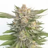 Close-up of Pink Runtz Strain showcasing its thick trichome layer and compact, resinous bud structure.