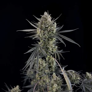 Pound Cake Auto cannabis plant with dark green leaves and thick, dense buds covered in trichomes