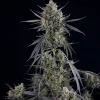 Side view of Pound Cake Auto cannabis plant with heavy, frosty buds and robust stems