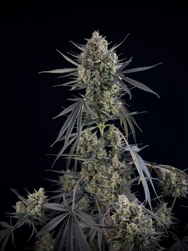 Side view of Pound Cake Auto cannabis plant with heavy, frosty buds and robust stems
