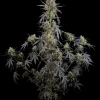 Close-up of Pound Cake Auto strain showing detailed bud structure and rich green foliage