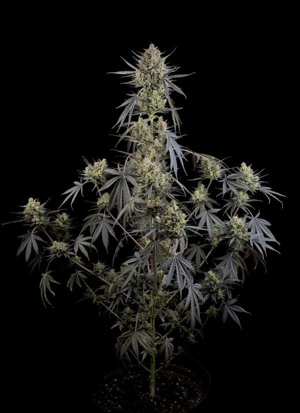 Close-up of Pound Cake Auto strain showing detailed bud structure and rich green foliage