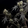 Mature Pound Cake Auto cannabis plant with large, resinous buds and dark, broad leaves