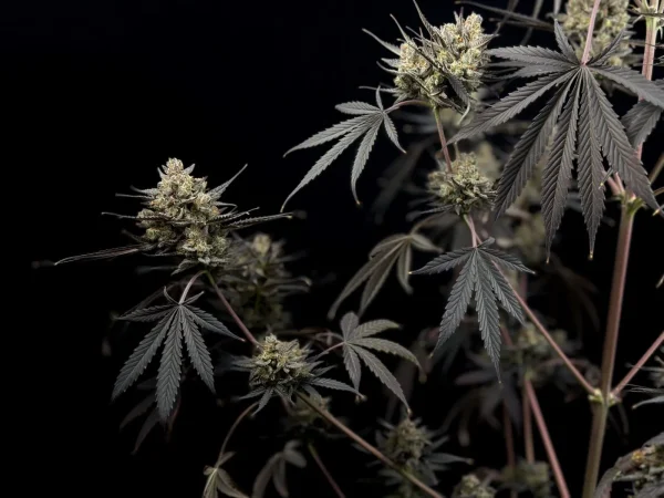 Mature Pound Cake Auto cannabis plant with large, resinous buds and dark, broad leaves