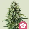 Close-up of dense, resinous buds of the Power Flower Strain, showcasing vibrant green hues and a frosty trichome layer.