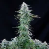 Power Flower Strain plant with tall, slender buds covered in white trichomes, creating a striking contrast against dark foliage.