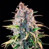 Compact, chunky bud structure of the Power Flower Strain under ideal grow lights, highlighting its dense resin production.