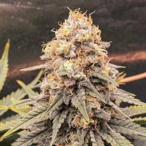 Close-up of a Power Plant cannabis bud with dense trichomes and vibrant orange pistils, set against a dark background