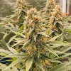 Power Plant cannabis plant with large, dense buds and green leaves in an indoor setup