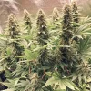 Group of tall Power Plant cannabis plants with elongated buds and lush green leaves, growing indoors