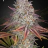 Pulp Friction Strain covered in dense trichomes, delivering intense terpene profile and bright colors.