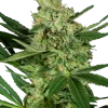 Pumpking Spice strain with dense, frosty buds and hints of pumpkin spice hues.