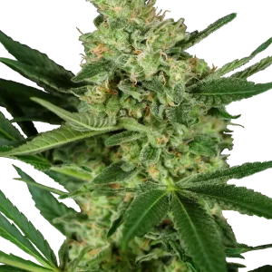 Pumpking Spice strain with dense, frosty buds and hints of pumpkin spice hues.