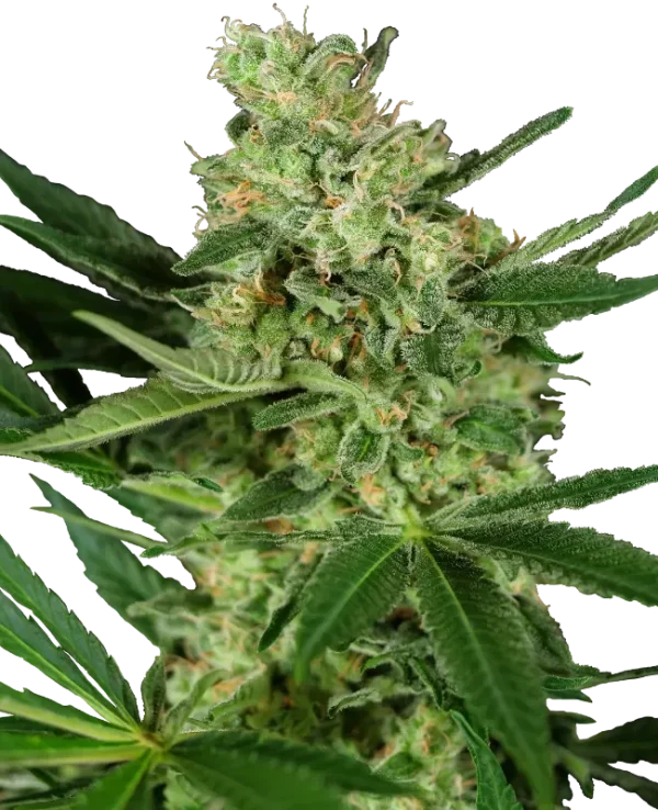 Pumpking Spice strain with dense, frosty buds and hints of pumpkin spice hues.