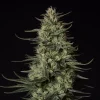 Detailed view of dried Punch Pie Strain bud, highlighting orange pistils and frosty trichomes.