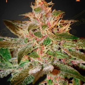 Pure Kush Strain exhibiting lush buds with vibrant green and hints of purple, drenched in resin.