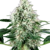 Pure Power Plant Auto, showcasing dense buds and rich trichome coverage.